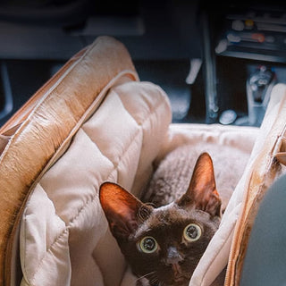 Breathable Travel Bag for Cats & Small Dogs