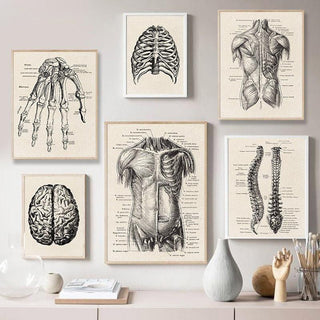 Human Anatomy Artwork Canvas
