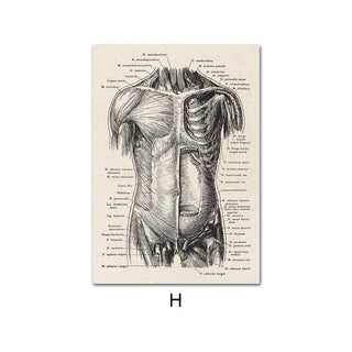 Human Anatomy Artwork Canvas