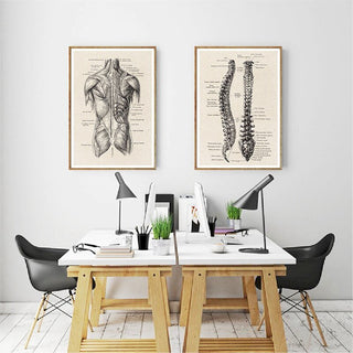 Human Anatomy Artwork Canvas