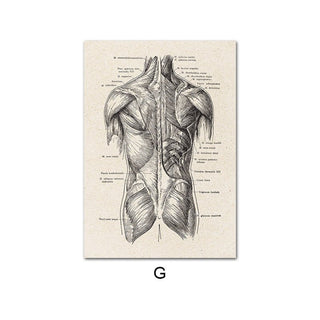 Human Anatomy Artwork Canvas